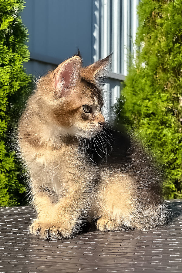Madison | Golden Maine Coon Kitten