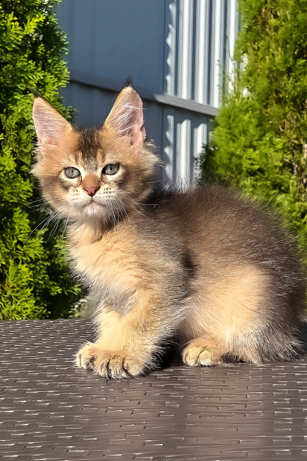 Madison | Golden Maine Coon Kitten