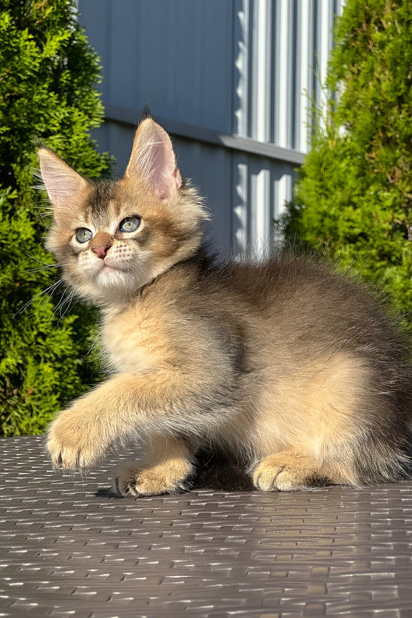 Madison | Golden Maine Coon Kitten