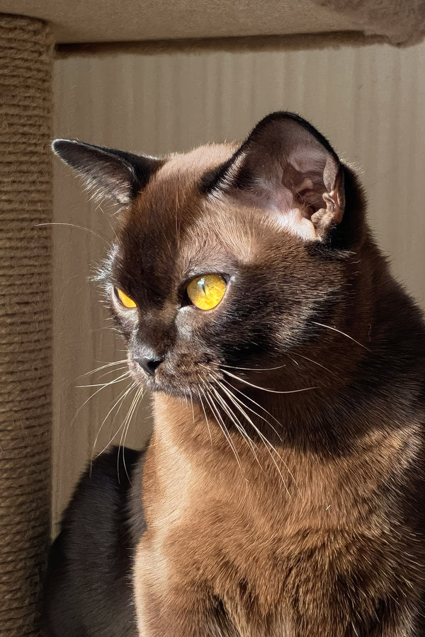 Magnat | Burmese Kitten