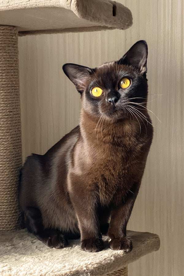 Magnat | Burmese Kitten