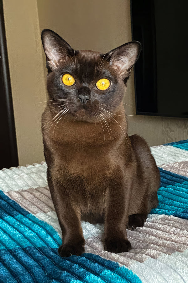 Magnat | Burmese Kitten