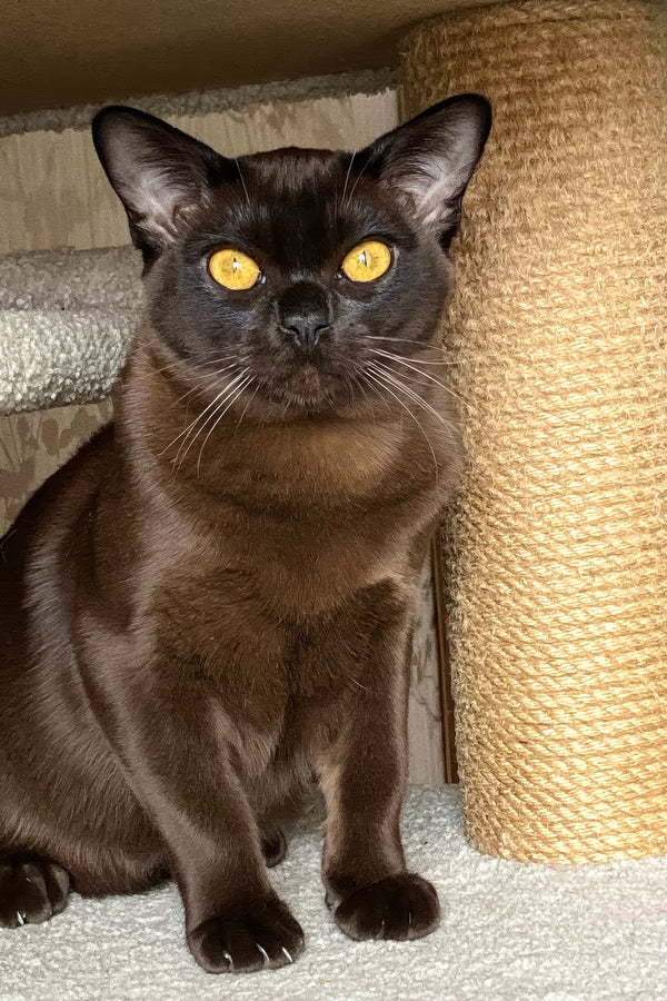 Magnat | Burmese Kitten