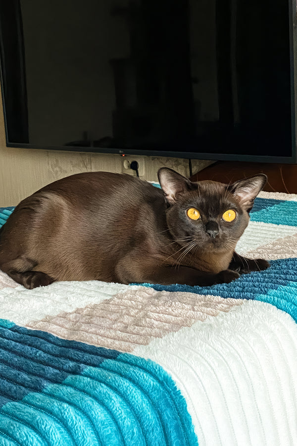 Magnat | Burmese Kitten