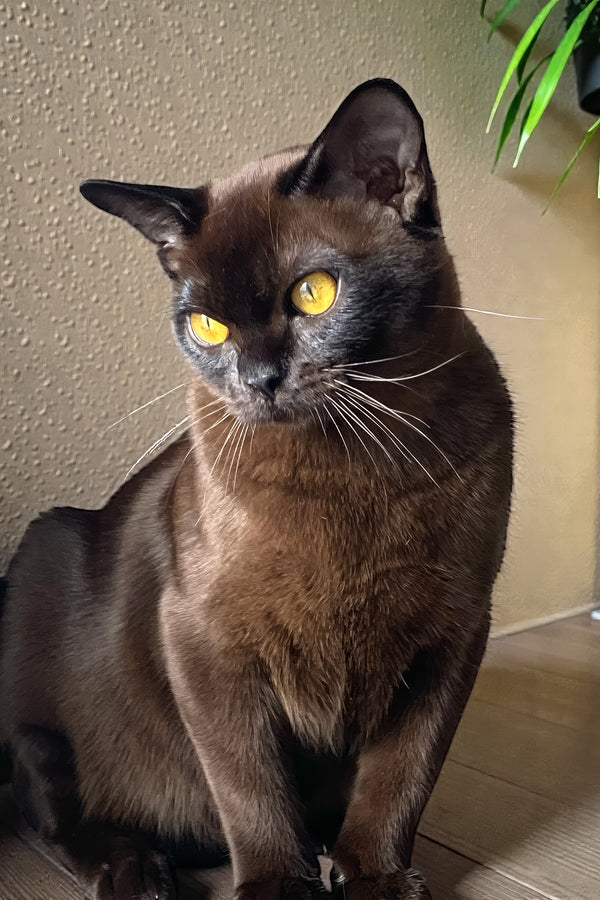 Magnat | Burmese Kitten