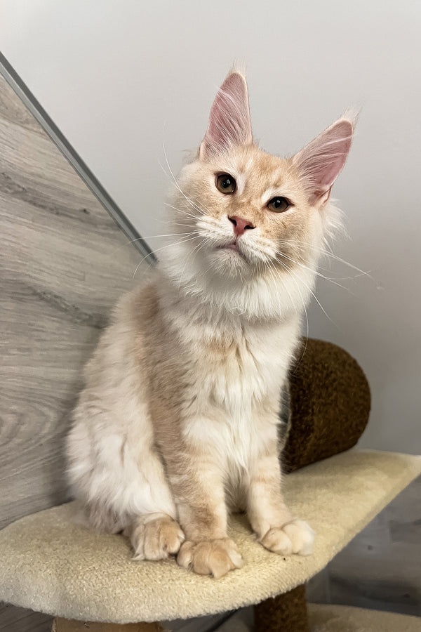 Meil | Maine Coon Kitten