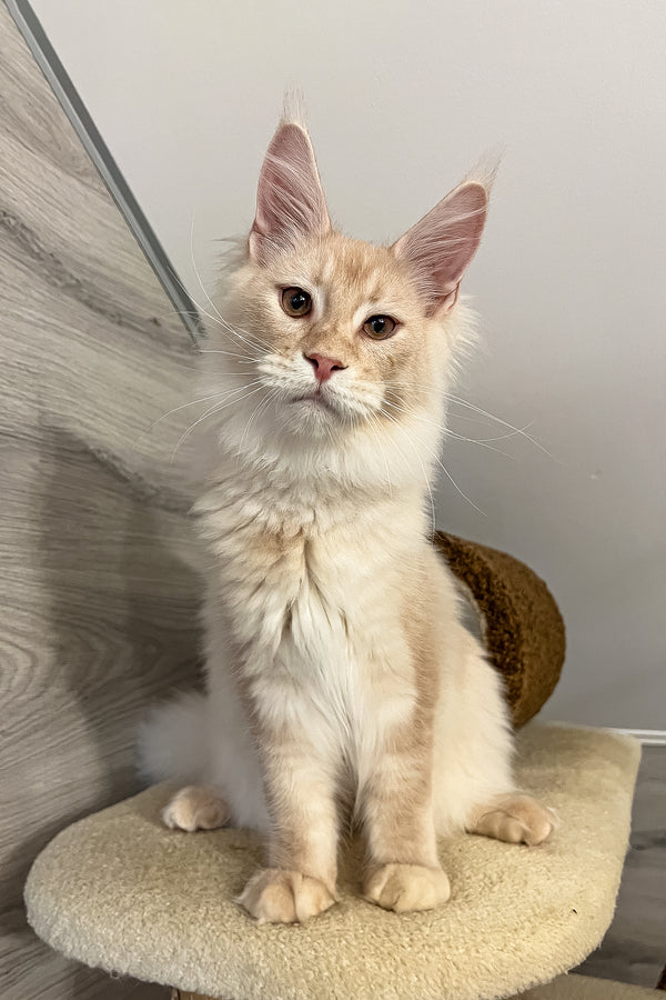 Meil | Maine Coon Kitten