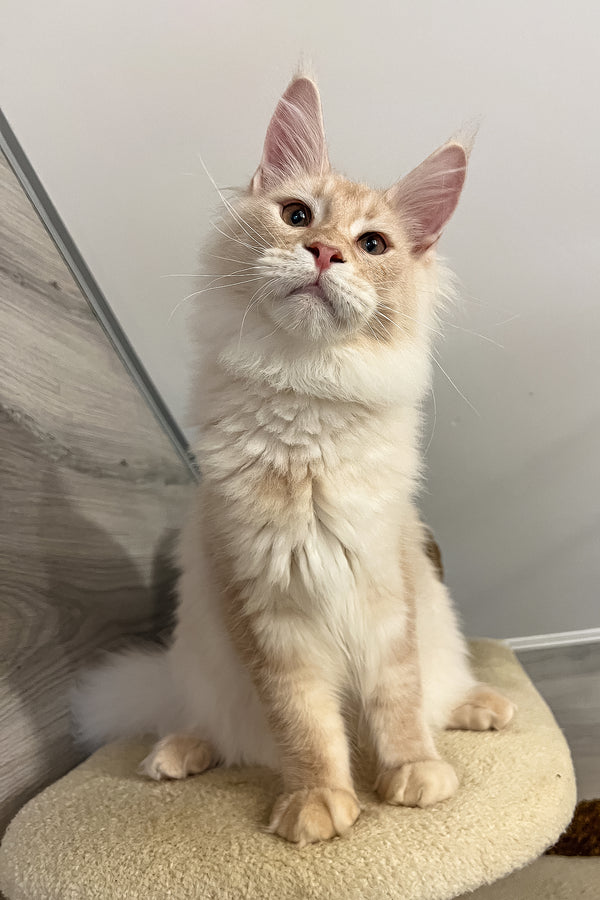 Meil | Maine Coon Kitten