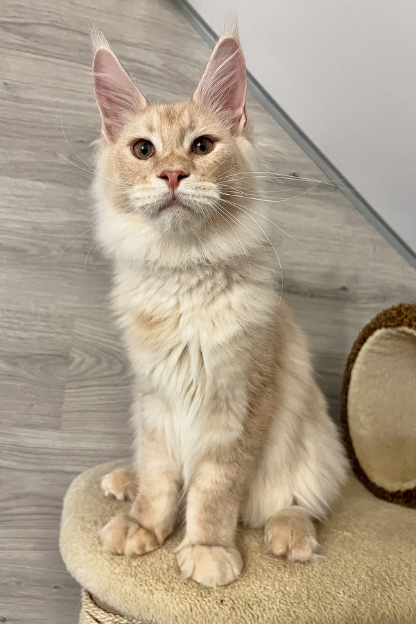 Meil | Maine Coon Kitten