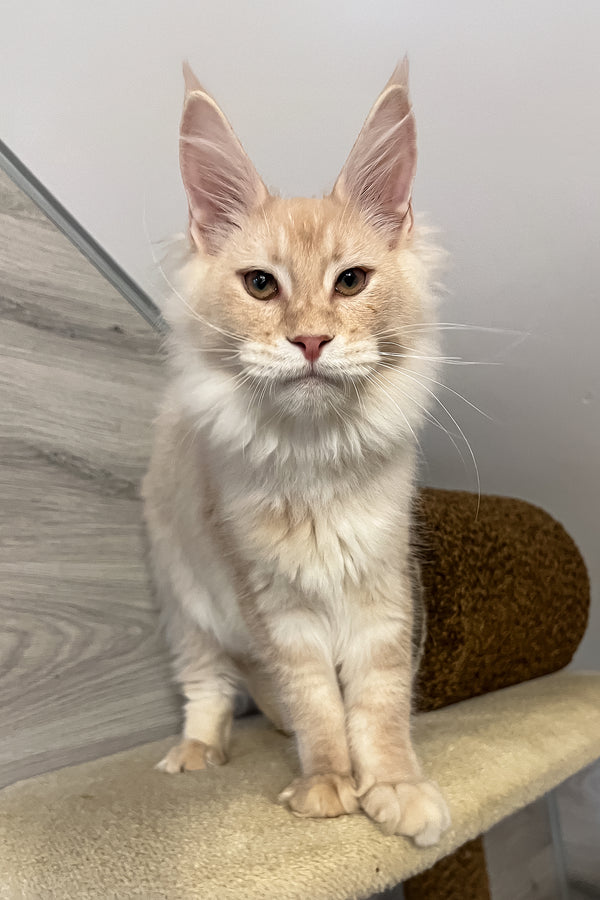 Meil | Maine Coon Kitten