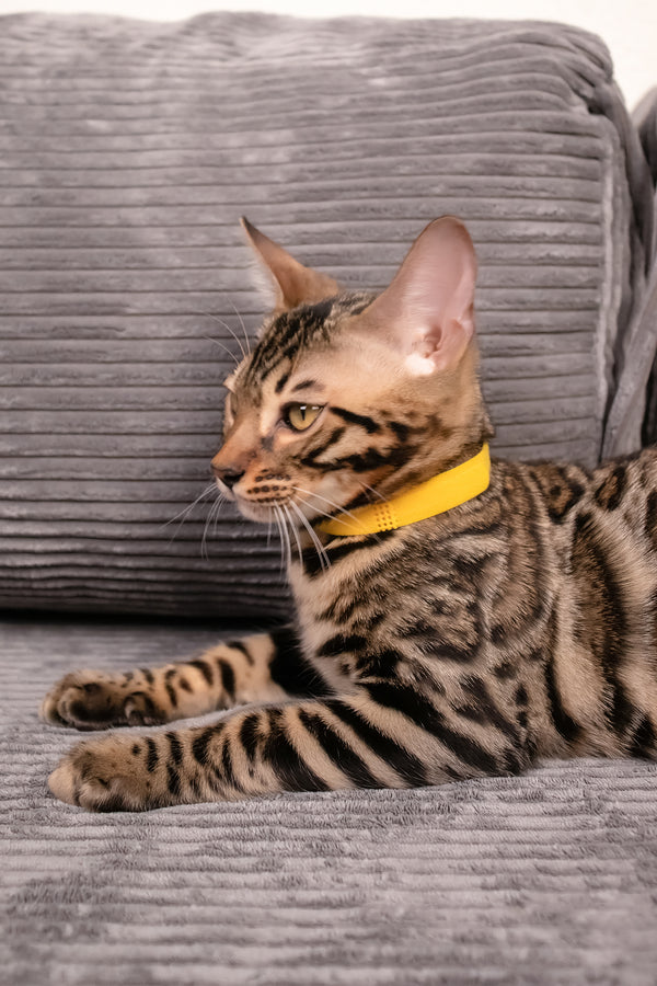 Major | Bengal Kitten