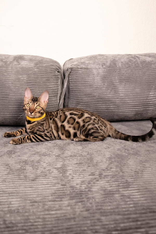 Major | Bengal Kitten