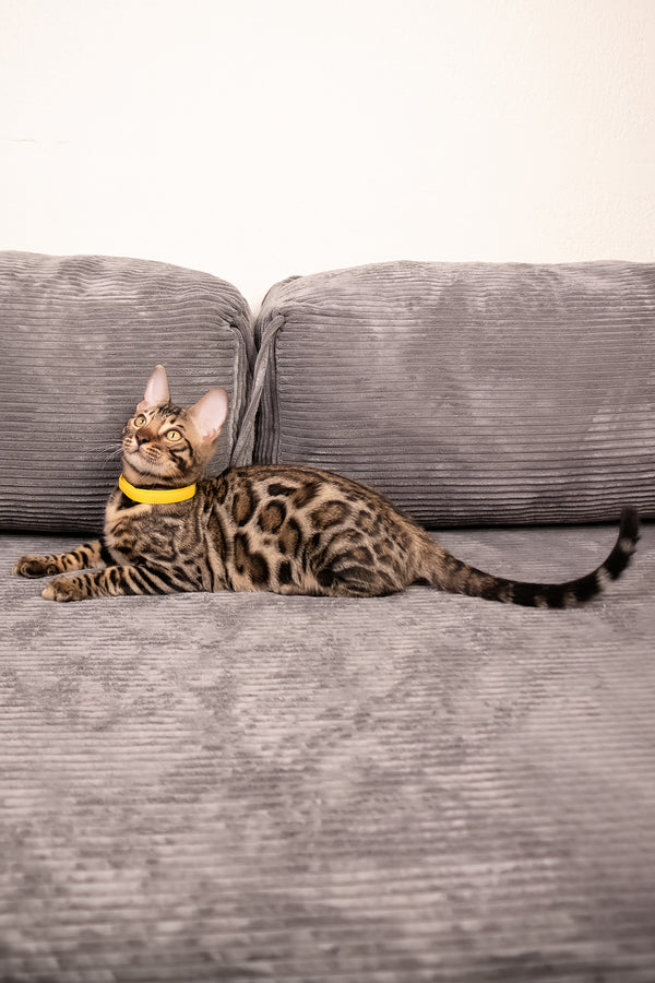 Major | Bengal Kitten