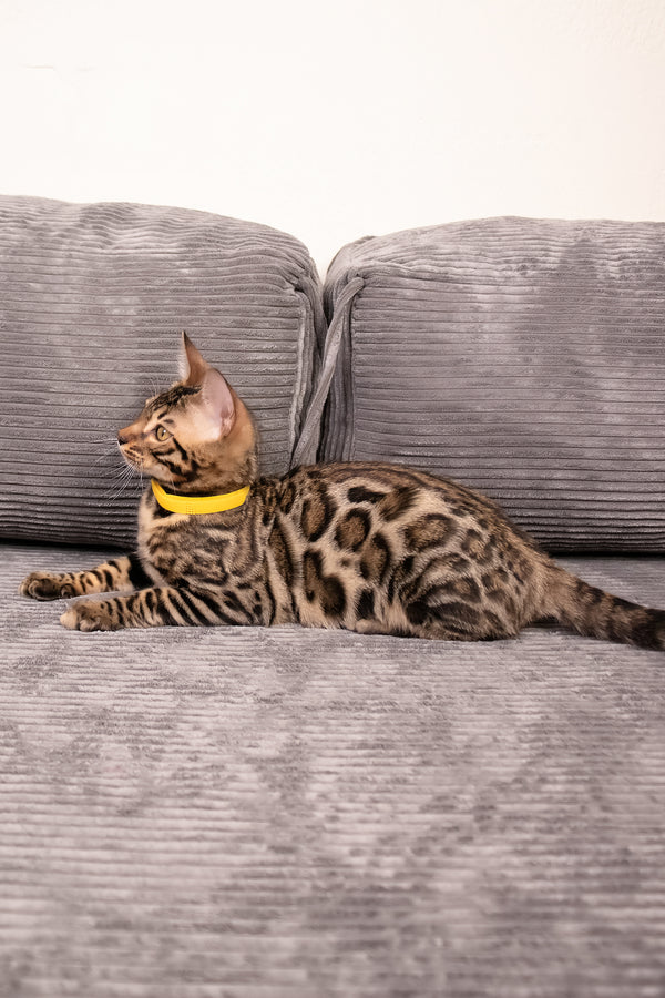 Major | Bengal Kitten
