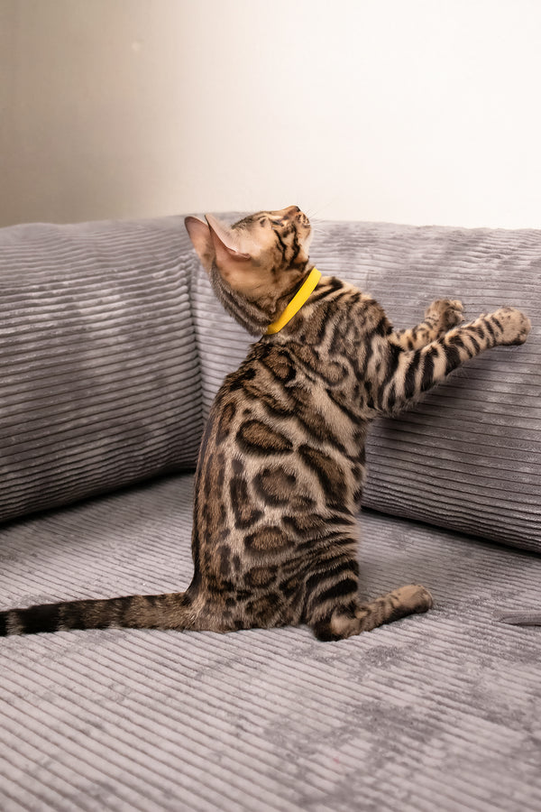 Major | Bengal Kitten