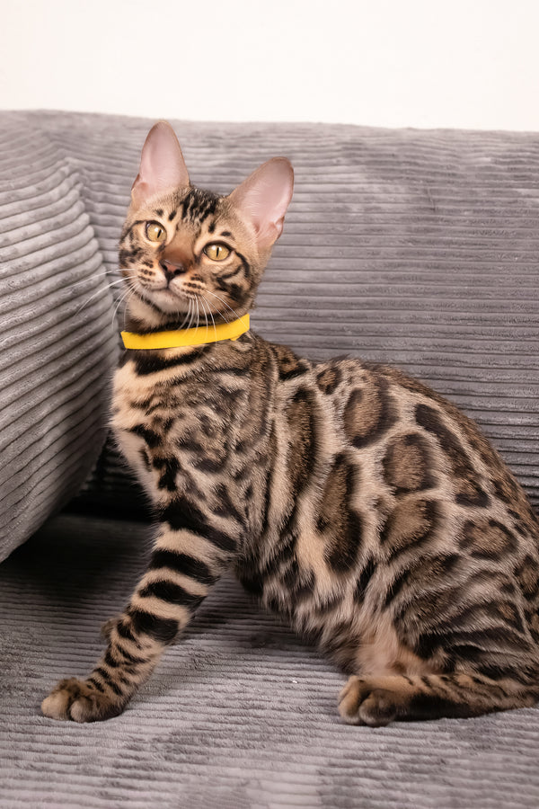 Major | Bengal Kitten