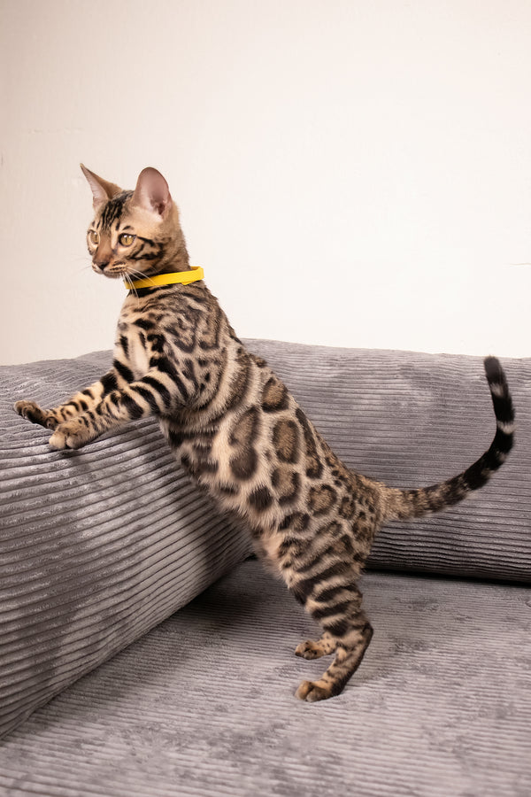 Major | Bengal Kitten