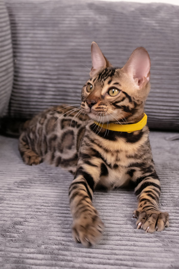 Major | Bengal Kitten