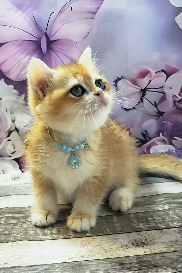 Major | British Shorthair Kitten