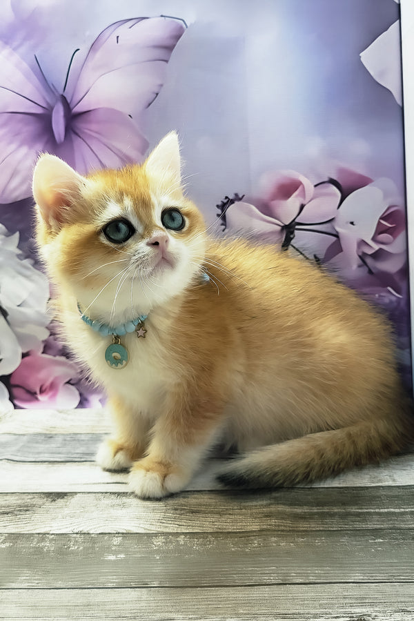 Major | British Shorthair Kitten