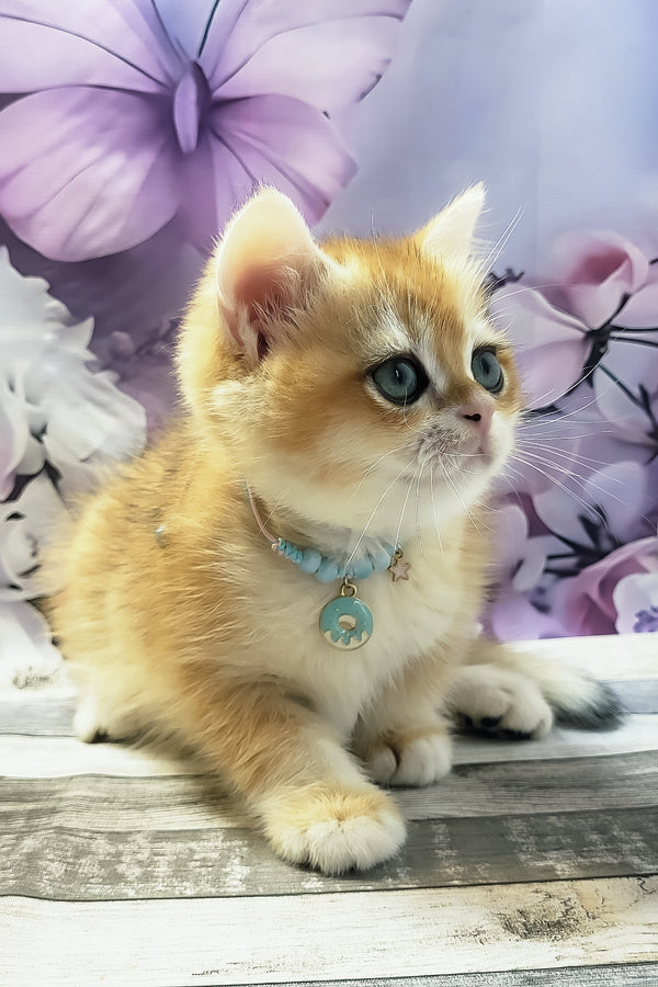Major | British Shorthair Kitten