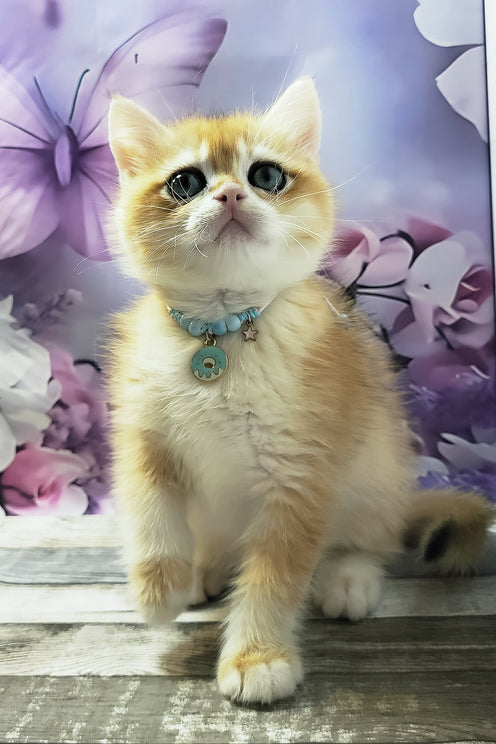 Major | British Shorthair Kitten