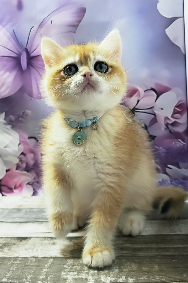 Major | British Shorthair Kitten