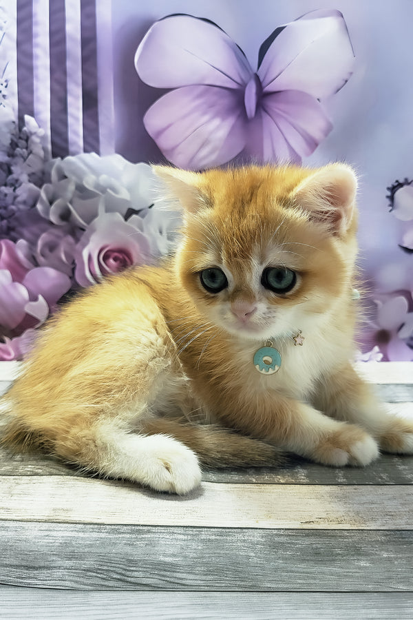 Major | British Shorthair Kitten