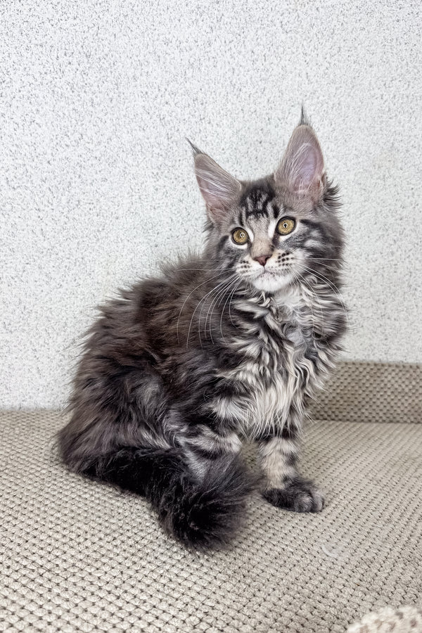 Malden | Maine Coon Kitten