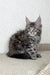 Malden | Maine Coon Kitten