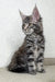 Malden | Maine Coon Kitten