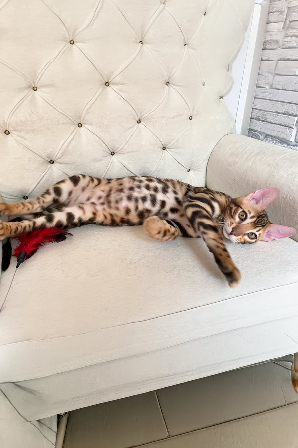 Malibu | Bengal Kitten