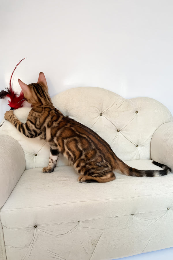 Malibu | Bengal Kitten
