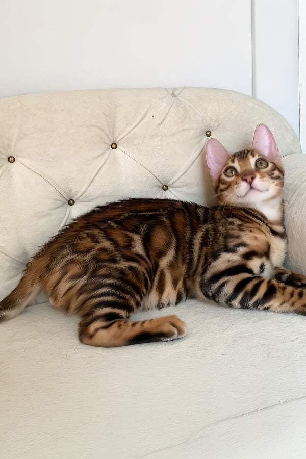 Malibu | Bengal Kitten