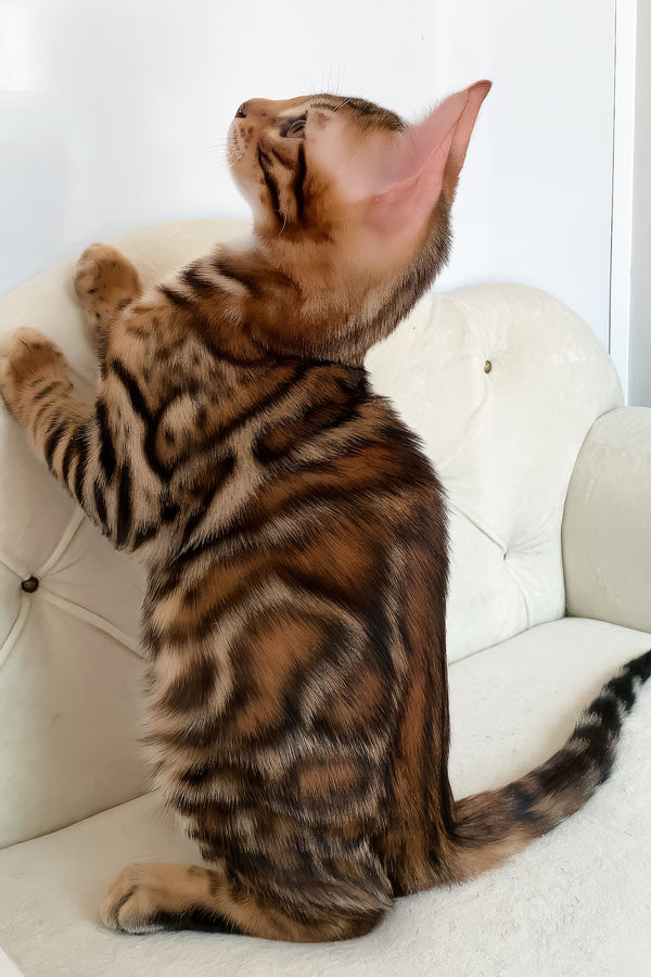 Malibu | Bengal Kitten