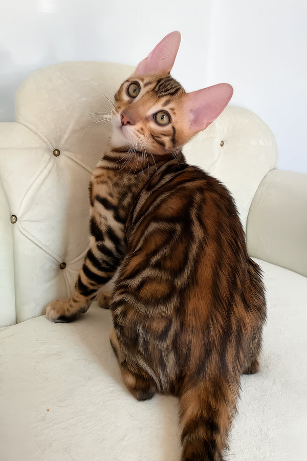 Malibu | Bengal Kitten