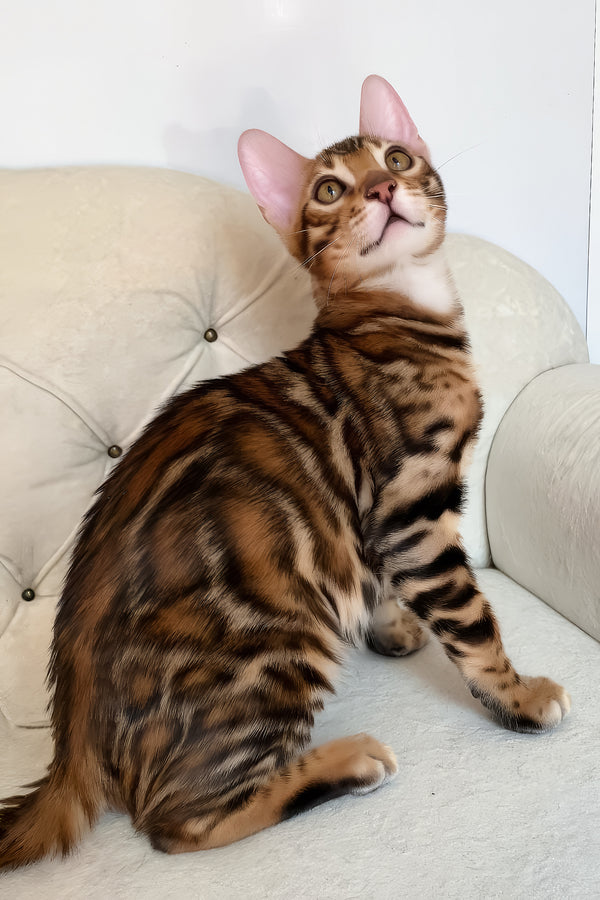 Malibu | Bengal Kitten