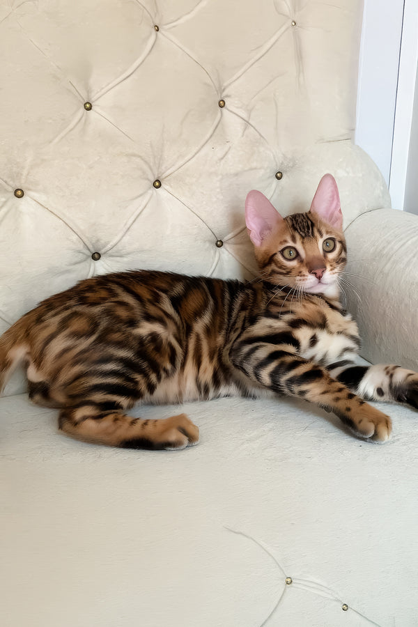 Malibu | Bengal Kitten