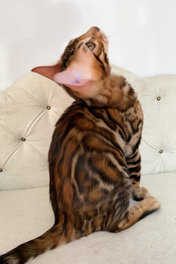 Malibu | Bengal Kitten