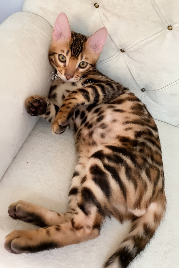 Malibu | Bengal Kitten