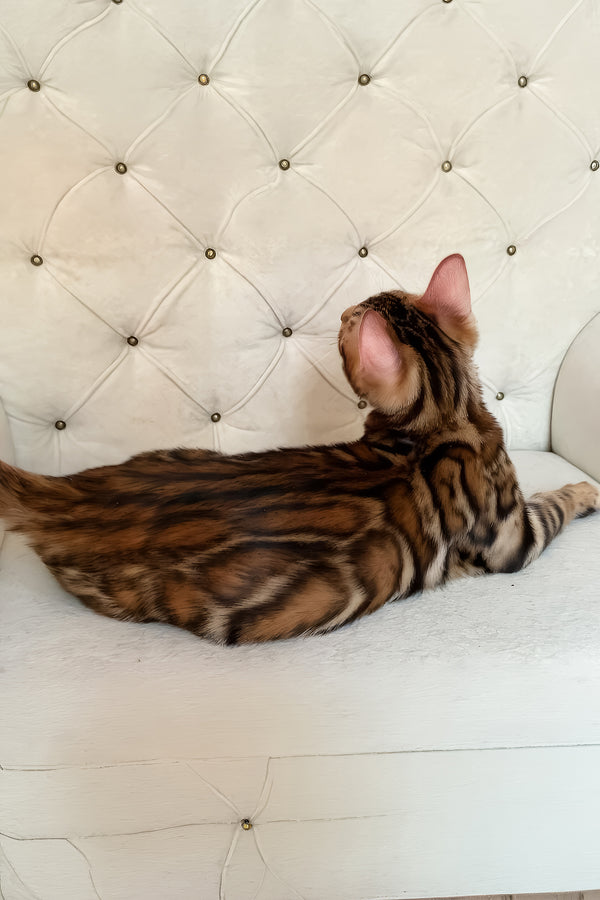 Malibu | Bengal Kitten
