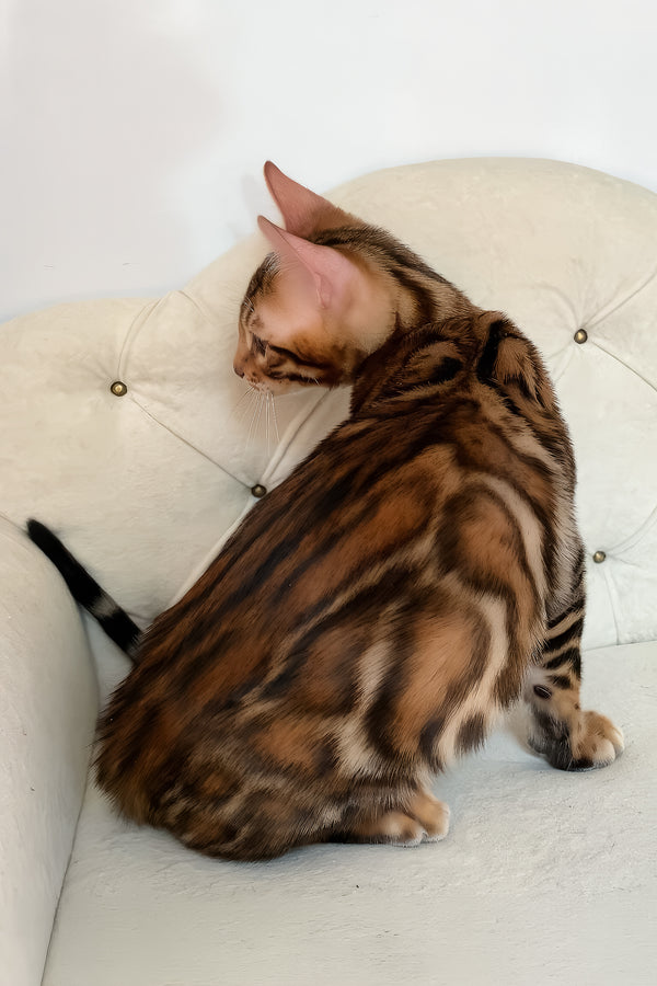 Malibu | Bengal Kitten