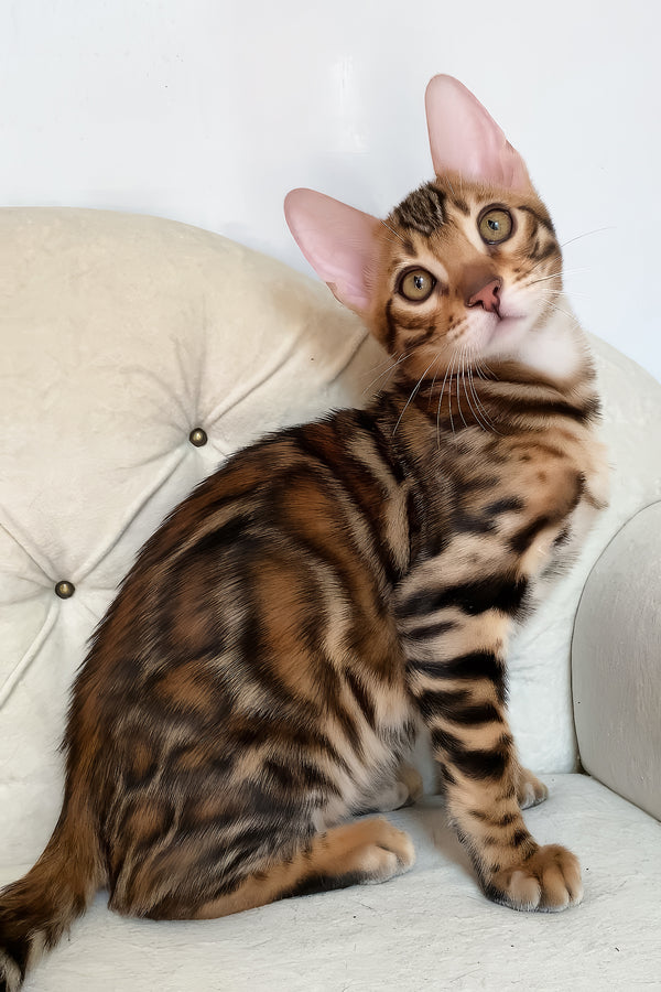 Malibu | Bengal Kitten