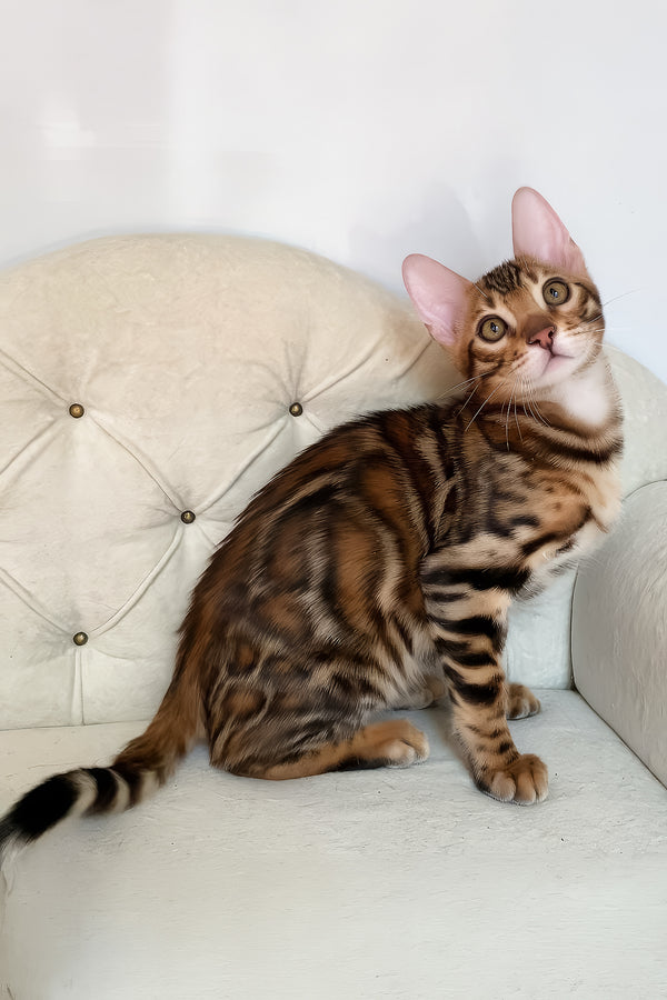 Malibu | Bengal Kitten
