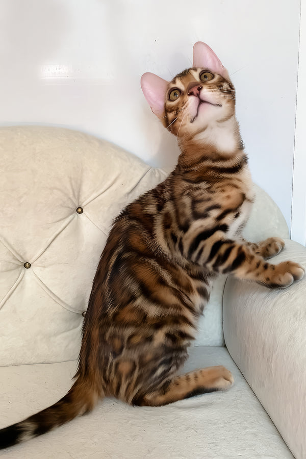 Malibu | Bengal Kitten