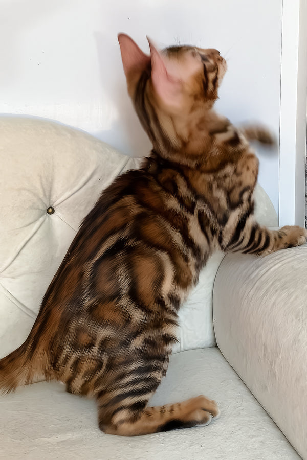 Malibu | Bengal Kitten