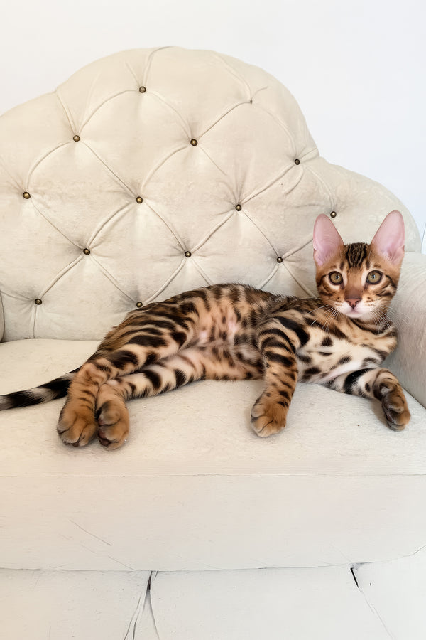 Malibu | Bengal Kitten