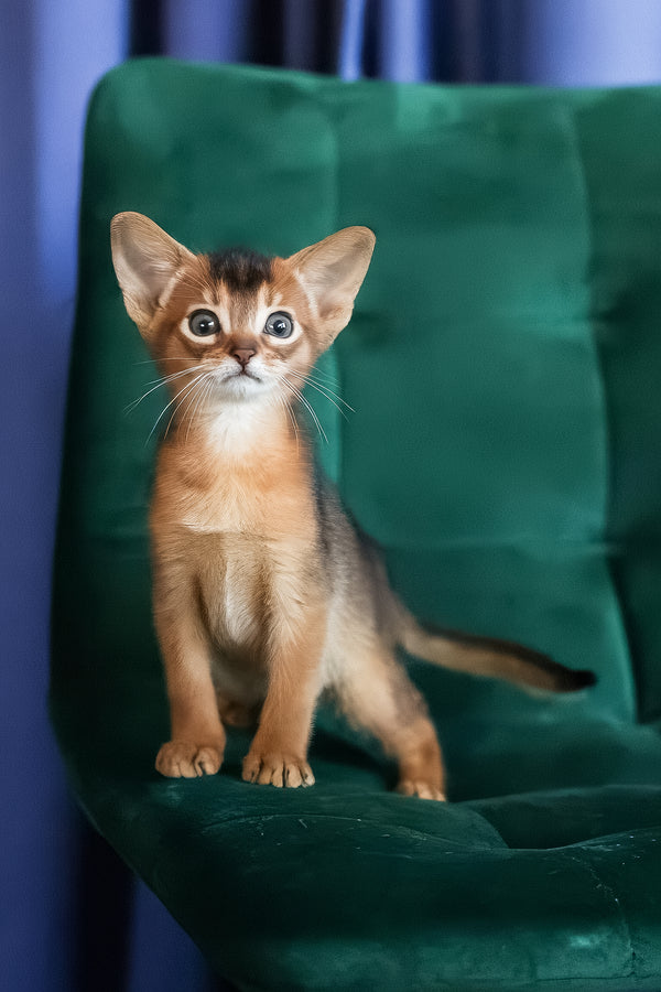 Malika | Abyssinian Kitten
