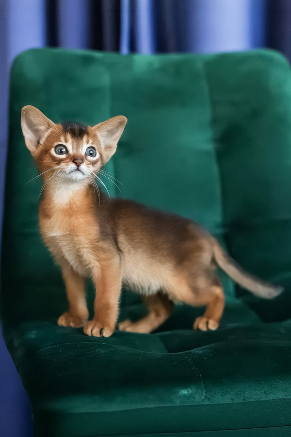 Malika | Abyssinian Kitten