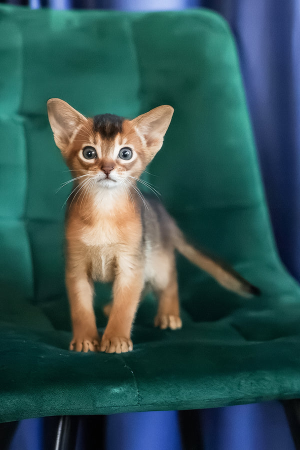 Malika | Abyssinian Kitten